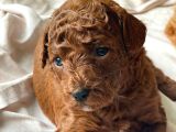 Toypoodle kore çiftleşmesinden yavrularım