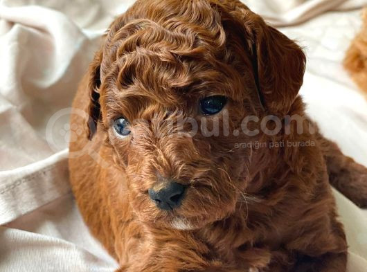 Toypoodle Kore Çiftleşmesinden Yavrularım