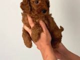Acil uygun safkan toy poodle yavrumuz