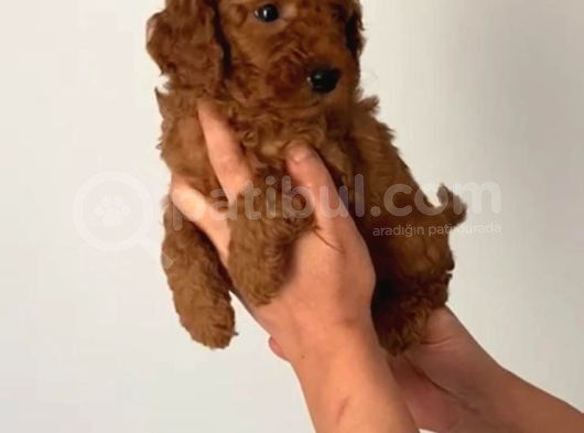 Acil Uygun Safkan Toy Poodle Yavrumuz