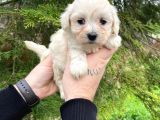 Teacup Karbeyaz Maltese Terri̇er Yavrularimiz