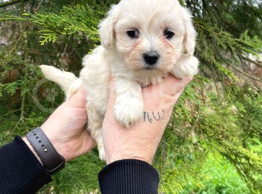 Teacup Karbeyaz Maltese Terri̇er Yavrularimiz görsel