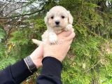Teacup Karbeyaz Maltese Terri̇er Yavrularimiz