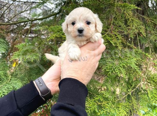 Teacup Karbeyaz Maltese Terri̇er Yavrularimiz görsel