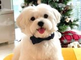 Maltesse Terrier Cinsi Güzel Yavrular 