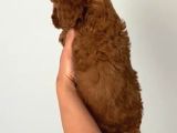 Acil Uygun Safkan Toy Poodle Yavrumuz