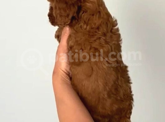 Acil Uygun Safkan Toy Poodle Yavrumuz görsel