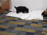 Evimizde Beslediğimiz Saf Kan Rottweiler Yavruları