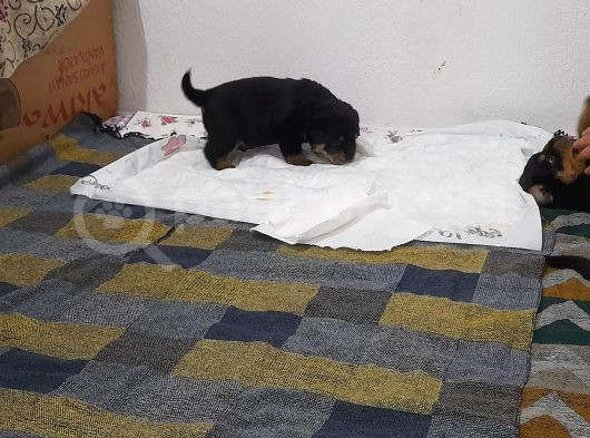 Evimizde Beslediğimiz Saf Kan Rottweiler Yavruları görsel