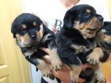 Evimizde Beslediğimiz Saf Kan Rottweiler Yavruları