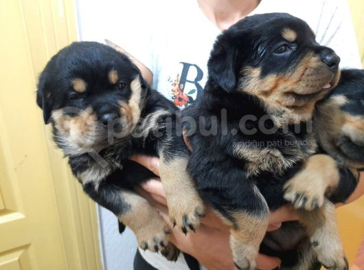 Evimizde Beslediğimiz Saf Kan Rottweiler Yavruları görsel