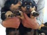 Evimizde beslediğimiz Saf Kan rottweiler yavruları