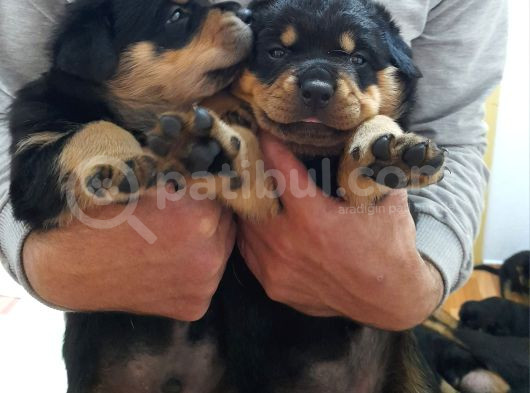 Evimizde Beslediğimiz Saf Kan Rottweiler Yavruları