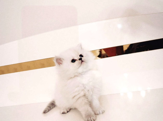 British Longhair görsel