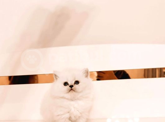 British Longhair