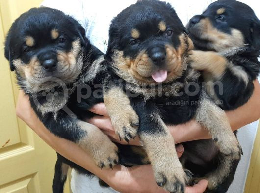 Evimizde Beslediğimiz Saf Kan Rottweiler Yavruları görsel