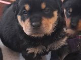 Evimizde Beslediğimiz Saf Kan Rottweiler Yavruları