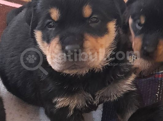 Evimizde Beslediğimiz Saf Kan Rottweiler Yavruları görsel