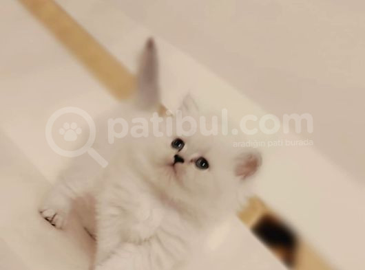 British Longhair görsel