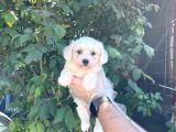 TEACUP KARBEYAZ MALTESE TERRİER YAVRULARIMIZ