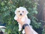 Teacup Karbeyaz Maltese Terri̇er Yavrularimiz