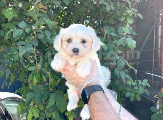 Teacup Karbeyaz Maltese Terri̇er Yavrularimiz görsel
