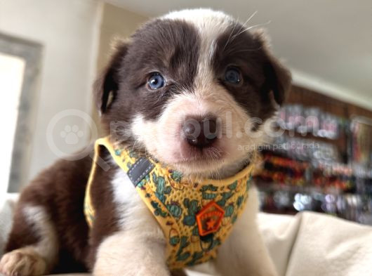 Gözlerinin Sıcaklığına Bir Maşallah görsel
