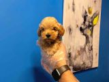 Babyface Malti̇poo Yavrularimiz