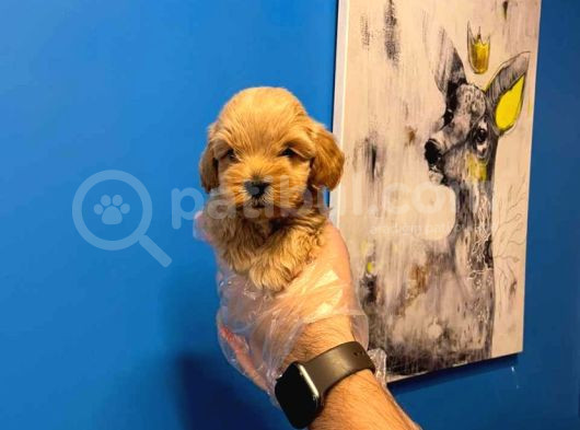 Babyface Malti̇poo Yavrularimiz görsel