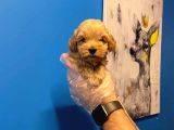 BABYFACE MALTİPOO YAVRULARIMIZ