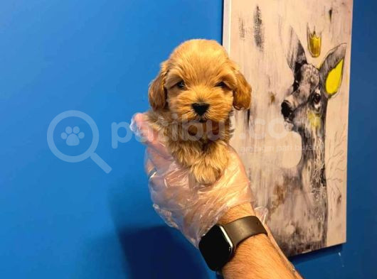 Babyface Malti̇poo Yavrularimiz
