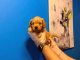 Babyface Malti̇poo Yavrularimiz