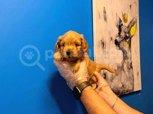 Babyface Malti̇poo Yavrularimiz görsel