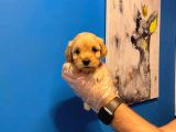 Babyface Malti̇poo Yavrularimiz
