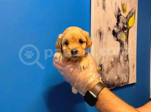 Babyface Malti̇poo Yavrularimiz görsel