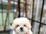 Uygun Morkie Yavrular 