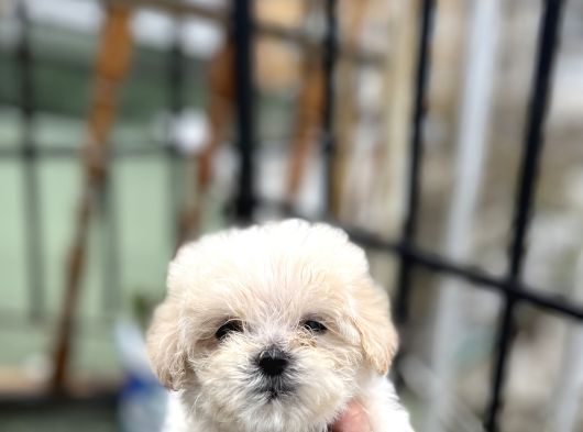 Uygun Morkie Yavrular görsel