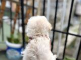 Uygun Morkie Yavrular 