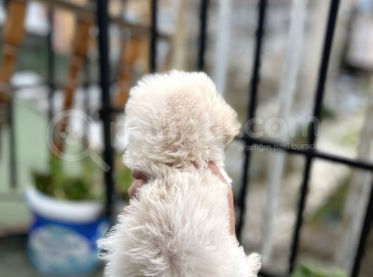 Uygun Morkie Yavrular  görsel
