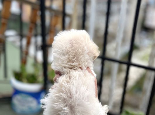 Uygun Morkie Yavrular görsel