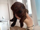 Toypoodle Kore Çiftleşmesinden Yavrularım