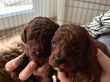 Toypoodle Kore Çiftleşmesinden Yavrularım