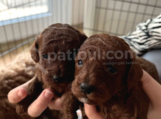 Toypoodle Kore Çiftleşmesinden Yavrularım görsel
