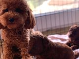 Toypoodle Kore Çiftleşmesinden Yavrularım