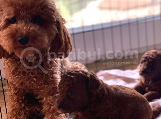 Toypoodle Kore Çiftleşmesinden Yavrularım görsel