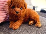 Tooy poodle mini puppy boy red kıpkırmızı 