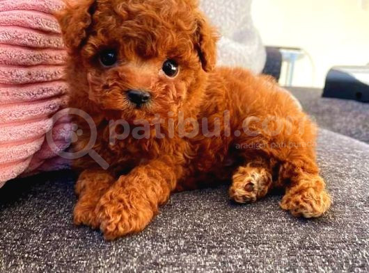 Tooy Poodle Mini Puppy Boy Red Kıpkırmızı 