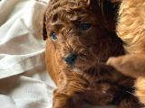 Toypoodle Kore Çiftleşmesinden Yavrularım