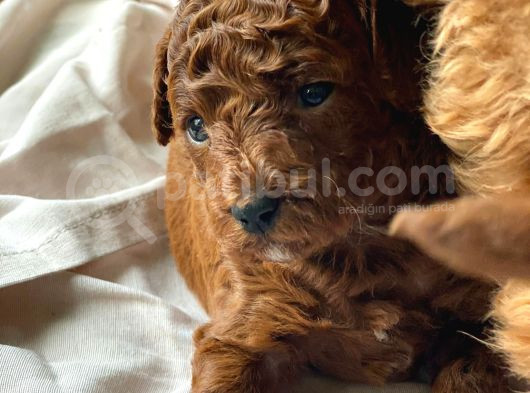 Toypoodle Kore Çiftleşmesinden Yavrularım görsel