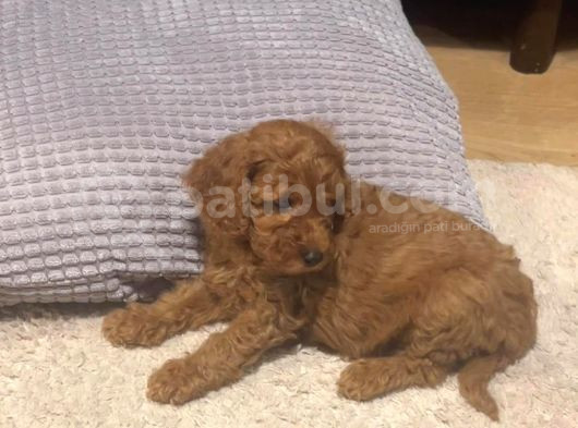 Acil Uygun Safkan Toy Poodle Yavrumuz görsel